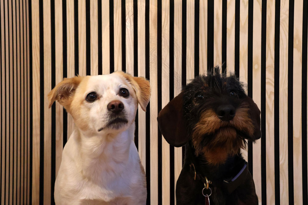 Cooper & Rudi